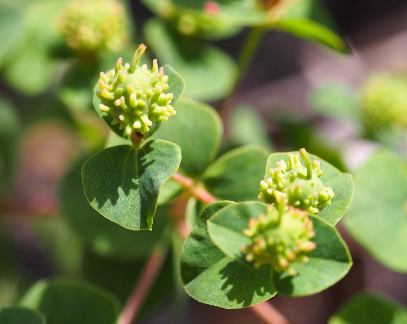 Spurge, [Duval] fruit